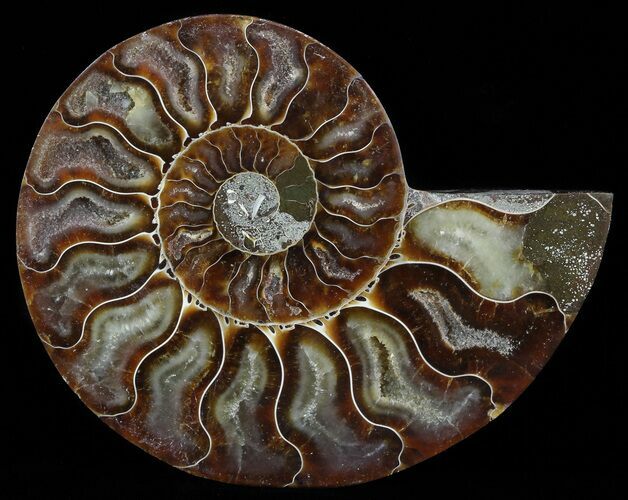 Polished Ammonite Fossil (Half) - Agatized #51779